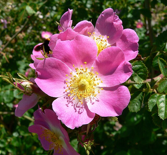 Rosa rubiginosa 1